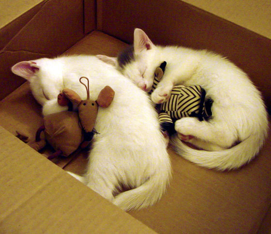 德甲赛季中球员体能衰减趋势与恢复干预研究,德甲强度